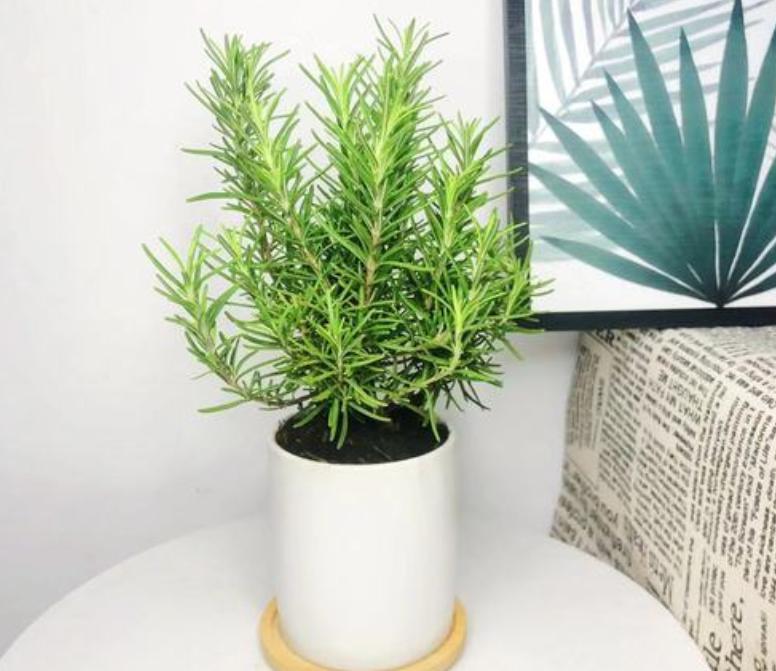 室外下水道反臭味解决办法,屋内下水道返水味怎样消除