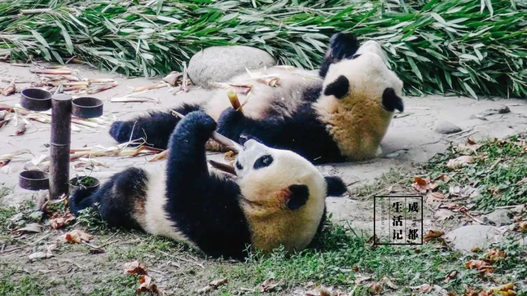 1h刹拢！想看大熊猫就去这3个地方，人少像包场，散养小熊猫