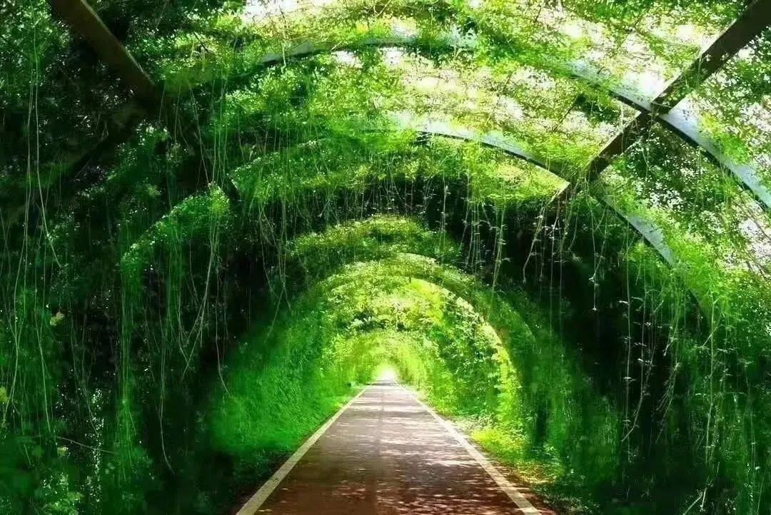 森氧之地，秋游必选！金湖万亩水上森林，真的别有趣味