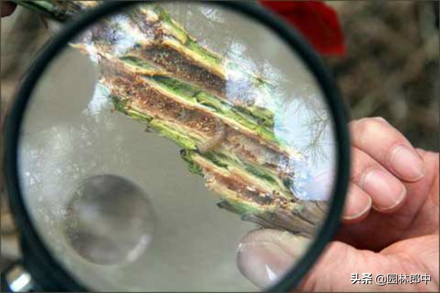 东北松梢螟及防治方法,松梢螟大树需要防治吗