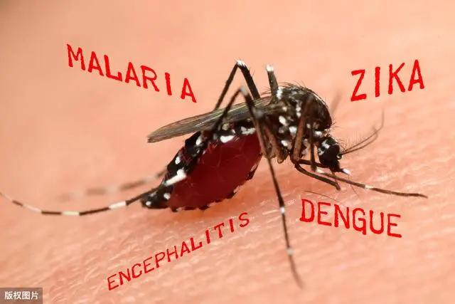 开灯后为什么听不到蚊子嗡嗡声,关灯蚊子嗡嗡叫开灯却找不到