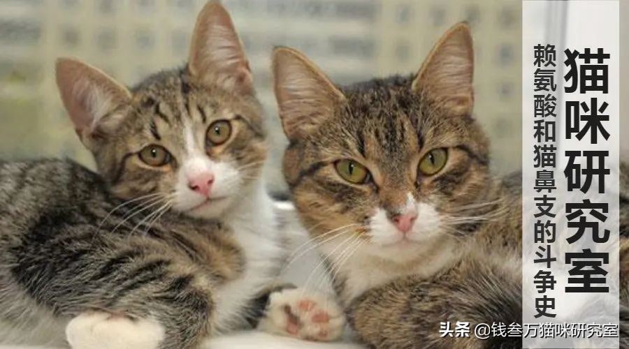 猫咪吃赖氨酸能治疗猫鼻支吗,赖氨酸治疗猫鼻支几天见效