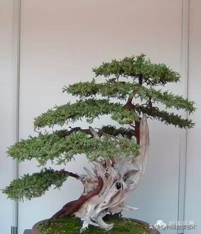 2万元的黑松盆景,拍卖28万的盆景