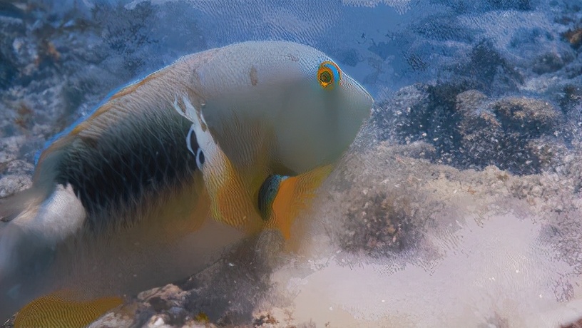 路亚鱼种类大全,长江鱼种类大全图片