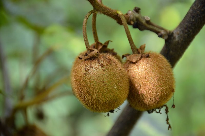 9月份云南有什么好吃水果,云南瓜果飘香有你最爱的吗