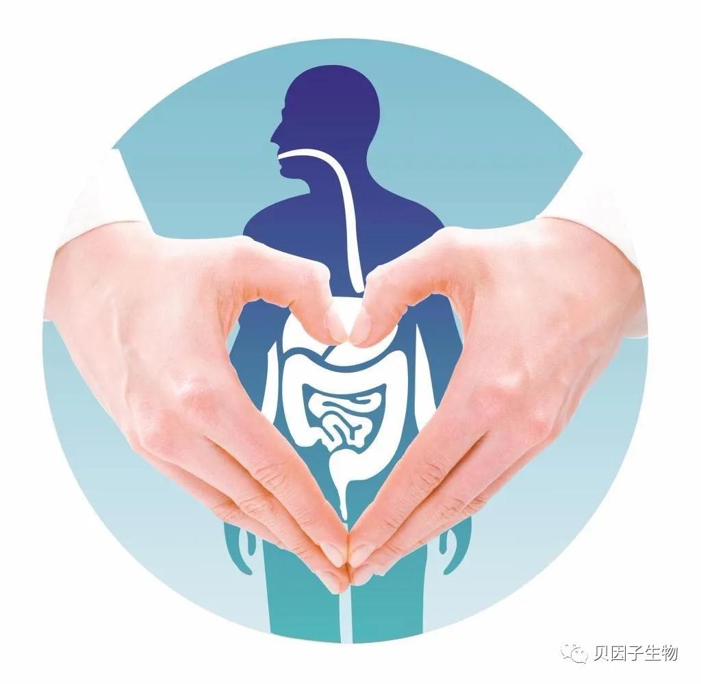 肠道菌群与健康的关系,瘦子的肠道菌群更健康吗