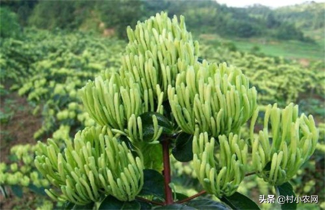 农村年轻人如何才能回乡创业,返乡创业还是去北上广好