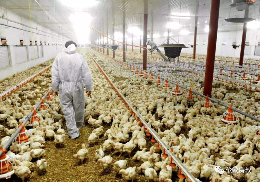 畜禽粪便无害化处理和资源化利用,禽畜粪便无害化处理可行性报告