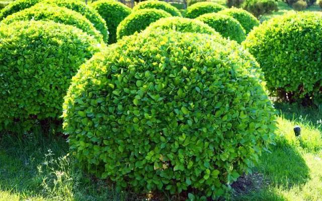 蚧壳虫白粉虱用什么特效药杀死,蚜虫红蜘蛛白粉虱蚧壳虫防治