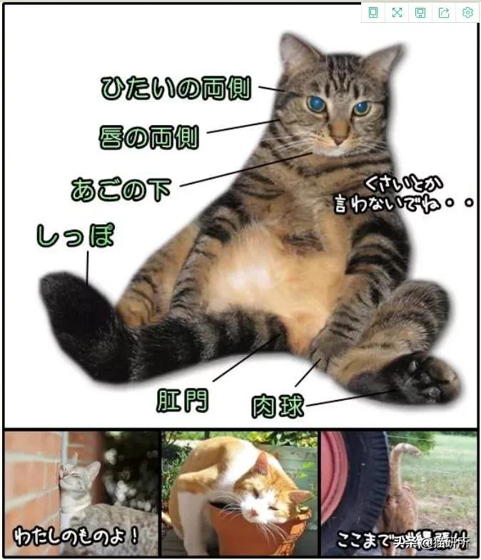 猫咪也有汗臭味儿吗？爱闻人类出汗的腋下又是为什么？