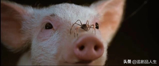蜘蛛夏洛特和小猪的故事,夏洛特的网小猪与蜘蛛的隔空友谊