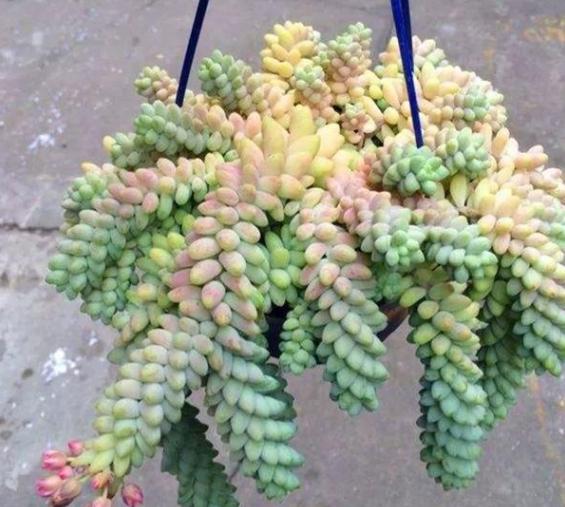 新玉缀多肉怎么扦插,玉缀叶插几天可以生根