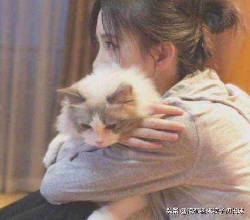 怎么判断猫咪是不是牙齿疼,可怕的猫咪牙疼