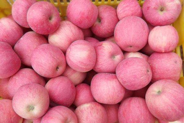 陕西洛川苹果怎么样,陕西洛川苹果好吃吗