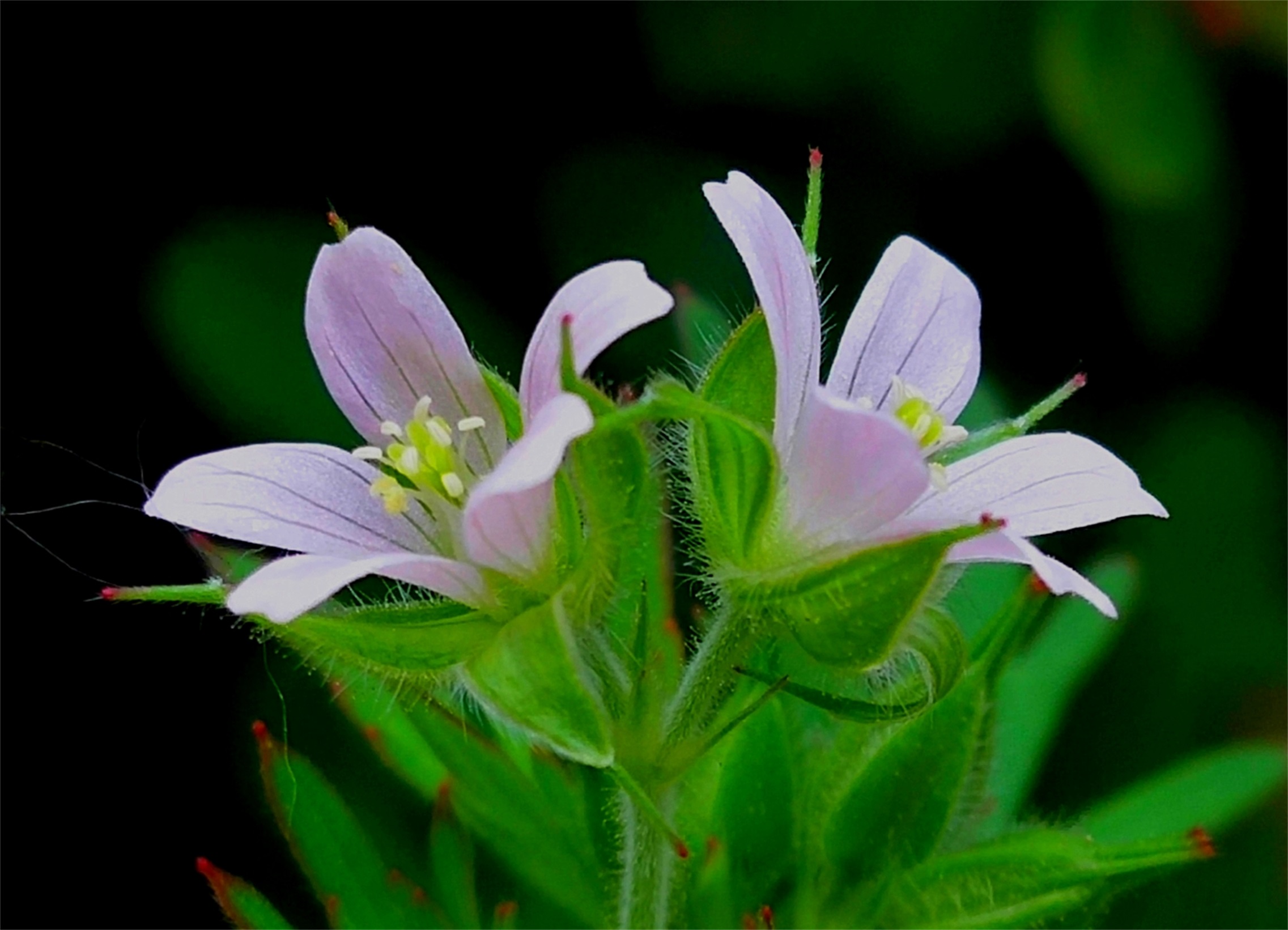 郯城紫色油菜花,郯城哪里油菜花多
