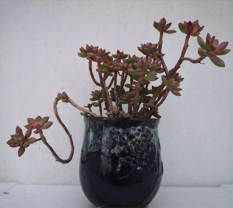 一花一世界多肉园艺,一花一世界一叶一菩提多肉植物