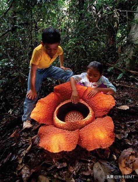 你认为花是什么样的,你认为花有它的价值吗