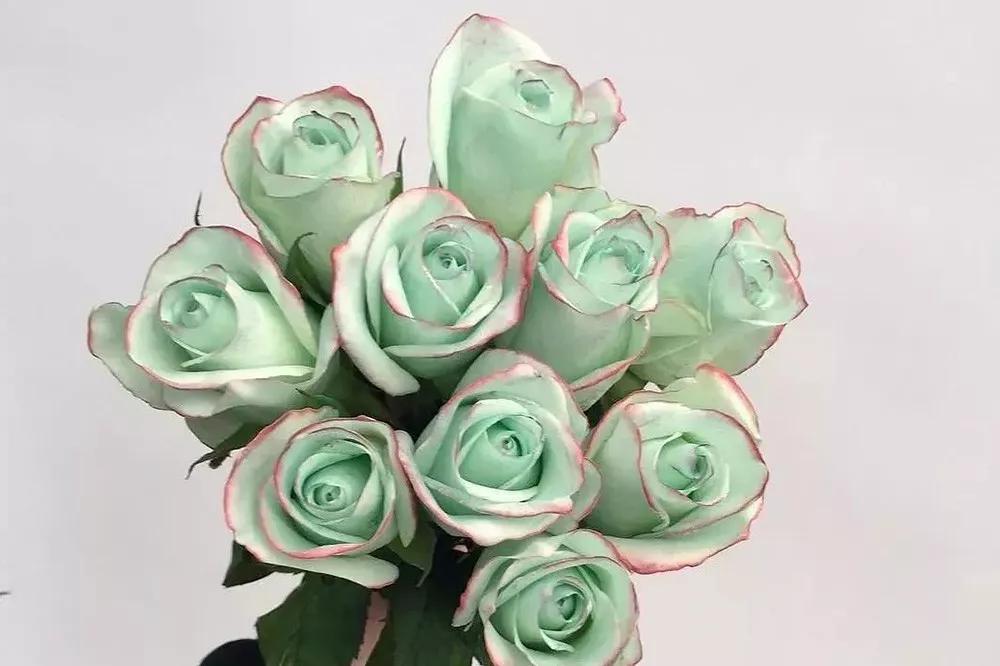 花店必备的5款玫瑰,花店最常用什么品种的玫瑰花