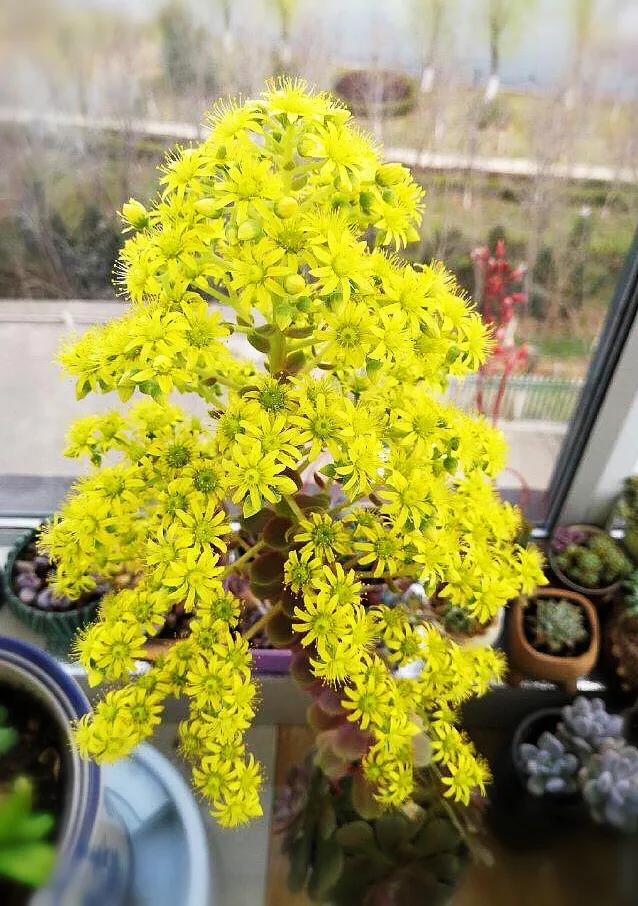 多肉法师韶羞现在能摘心吗,韶羞法师和荷兰玫瑰法师的区别