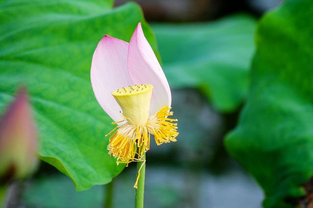 盛夏来一场赏荷盛宴