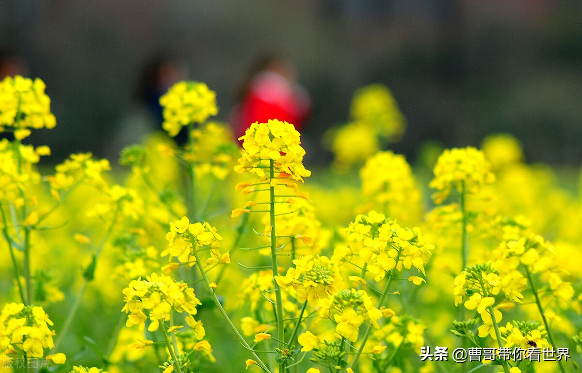 杭州游玩穷游必去景点攻略,杭州穷游攻略必去景点排名