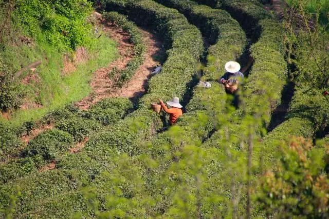 疫情过后一起来踏青吧,疫情过后一起去山花浪漫处
