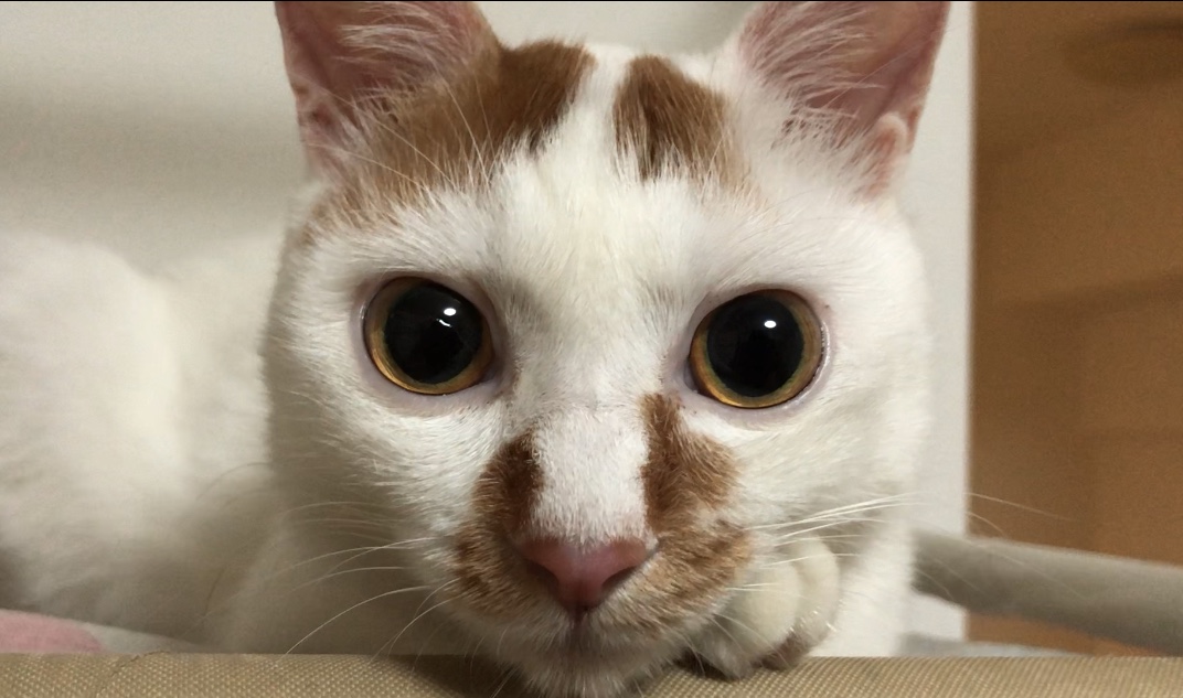 猫肾衰和磷元素摄入的关系是什么？又该如何限制磷元素？教你3点