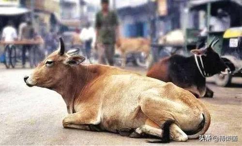 号称是病毒“死胡同”的秃鹰，胃酸可腐蚀金属，却也难逃人类毒手