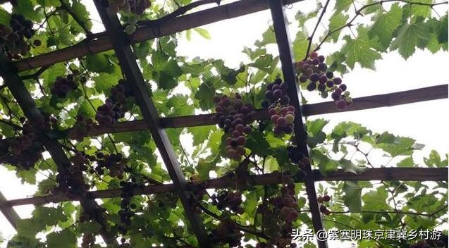 蓟县盘山三兄弟农家院,蓟县云龙农家院