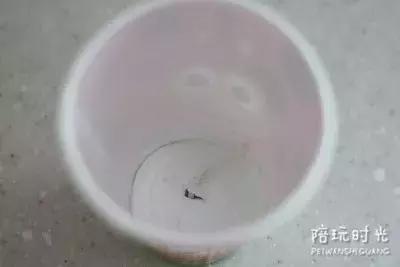 纸杯能做出来什么样的东西呢,纸杯的妙用你学到了吗