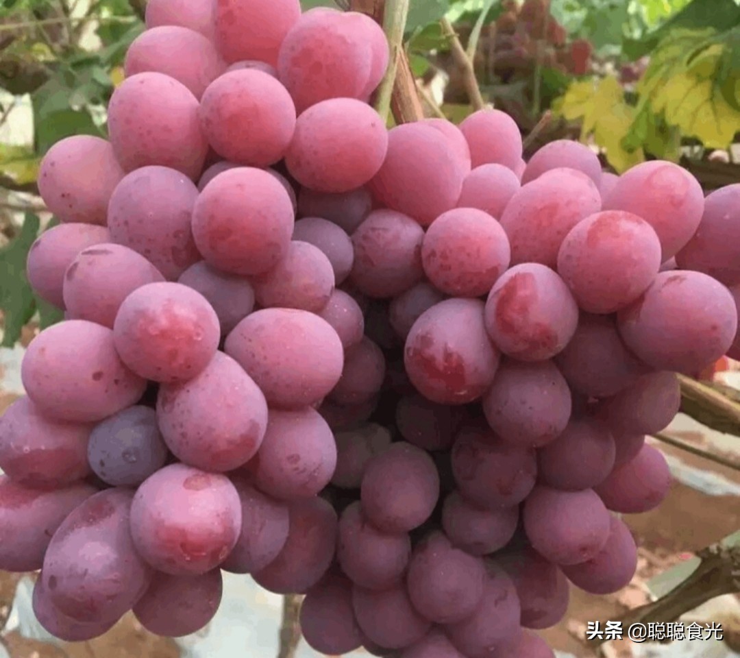 09钁¤悇鍝佺鐨勪紭缂虹偣,鏃╁法瀹濊憽钀勫搧绉嶄紭缂虹偣