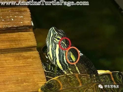 真假李逵——我们买到的“大河甜甜圈”是何许龟也?