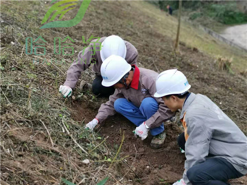 重庆白蚁的消灭方法,重庆沙坪坝灭白蚁公司电话