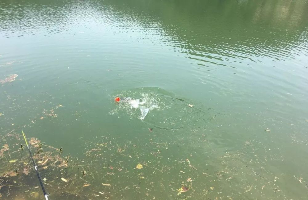 你钓过几种鱼,钓来的鱼有柴油味怎样解决