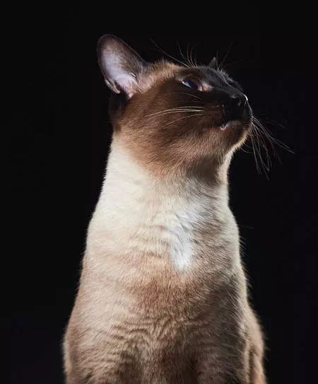 新西兰惊现心机猫，一猫侍二主蹭吃十年