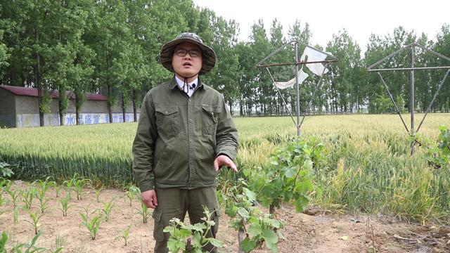 种植葡萄的基本知识,种植最好的葡萄需要哪些条件