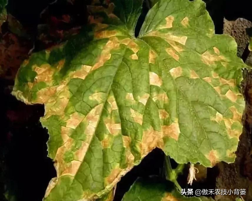 叶片上出现黄斑点是什么病,叶片有黄斑白斑怎么办