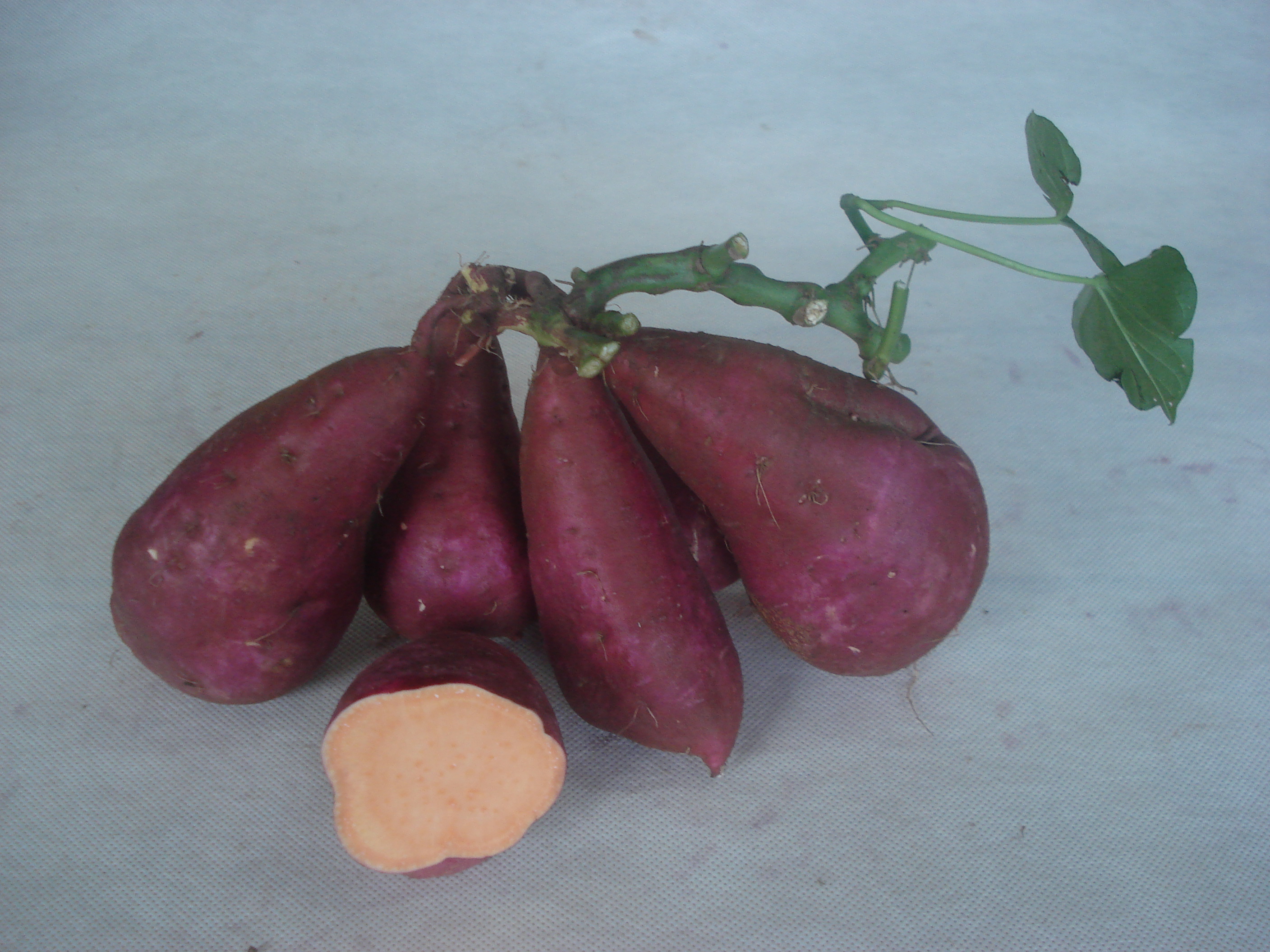 哪些品种甘薯产量高,甘肃十大特产