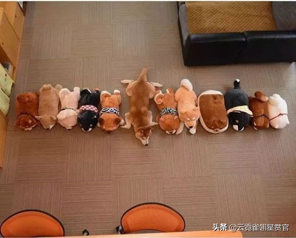 日本一博主给自家的两只柴犬买了几十只玩偶每天上演真实版找不同