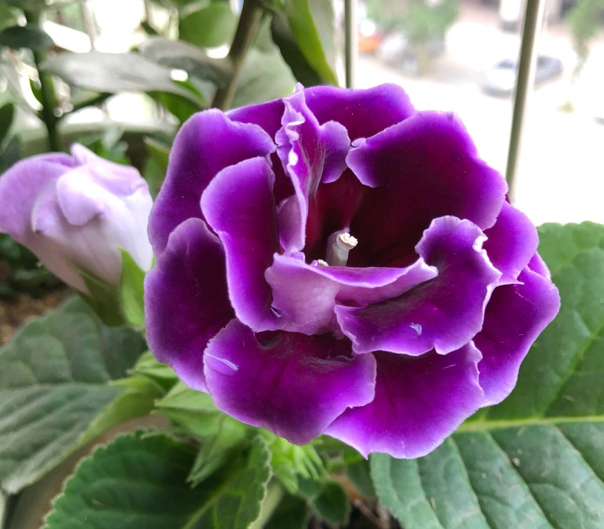 好养的盆栽花卉大全,人养花花