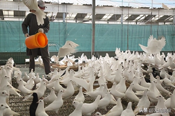 新手养鸽必读夏季养鸽注意事项,十条养鸽经验你一定要知道