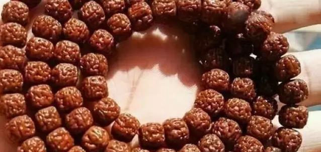 小金刚怎么选品种,如何挑选精品小金刚