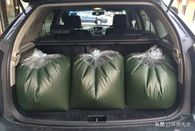 马来西亚养殖金龙鱼,养金龙鱼马来西亚