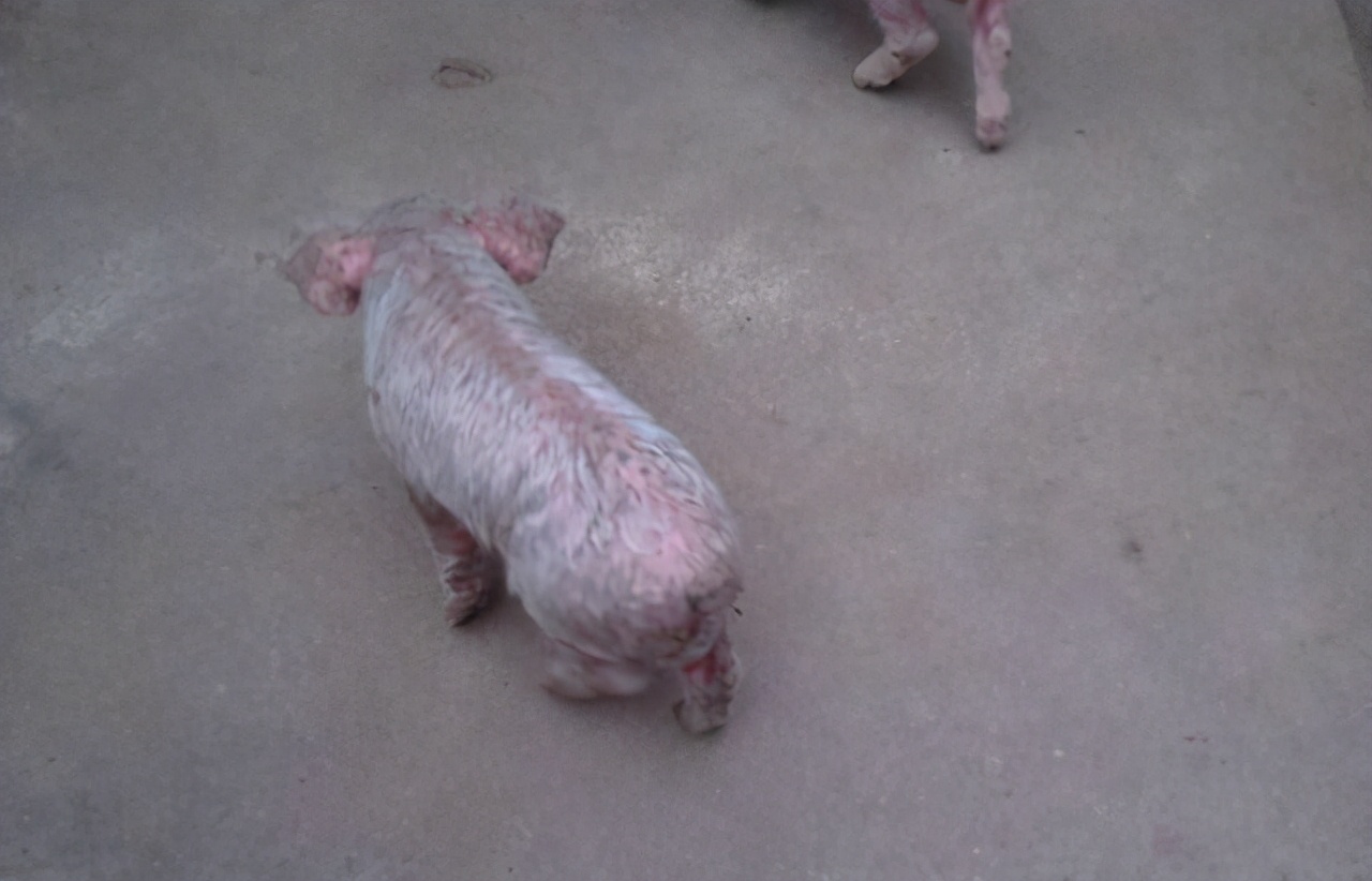 仔猪油皮病怎么防治,仔猪油皮什么原因造成的