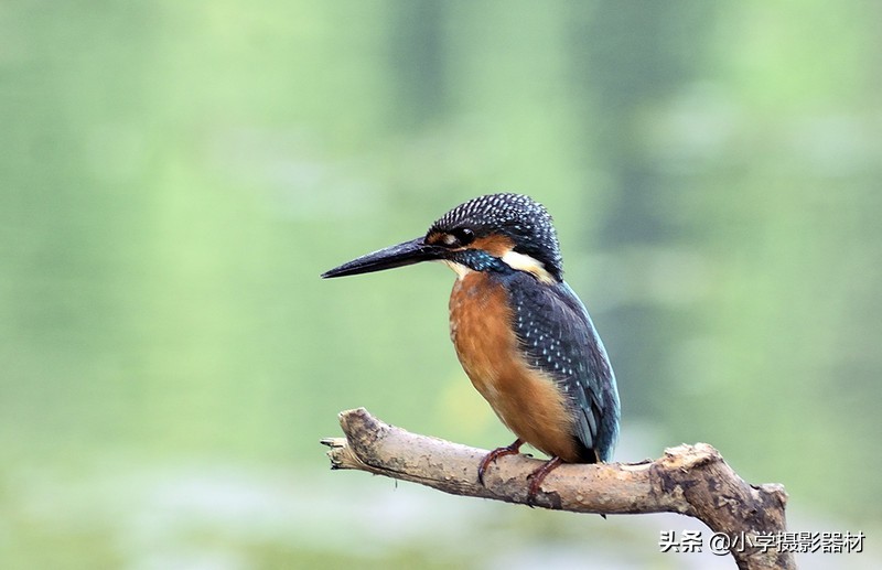 既能拍人像又能拍风景的镜头佳能,尼康80-400vr防抖全画幅镜头评测