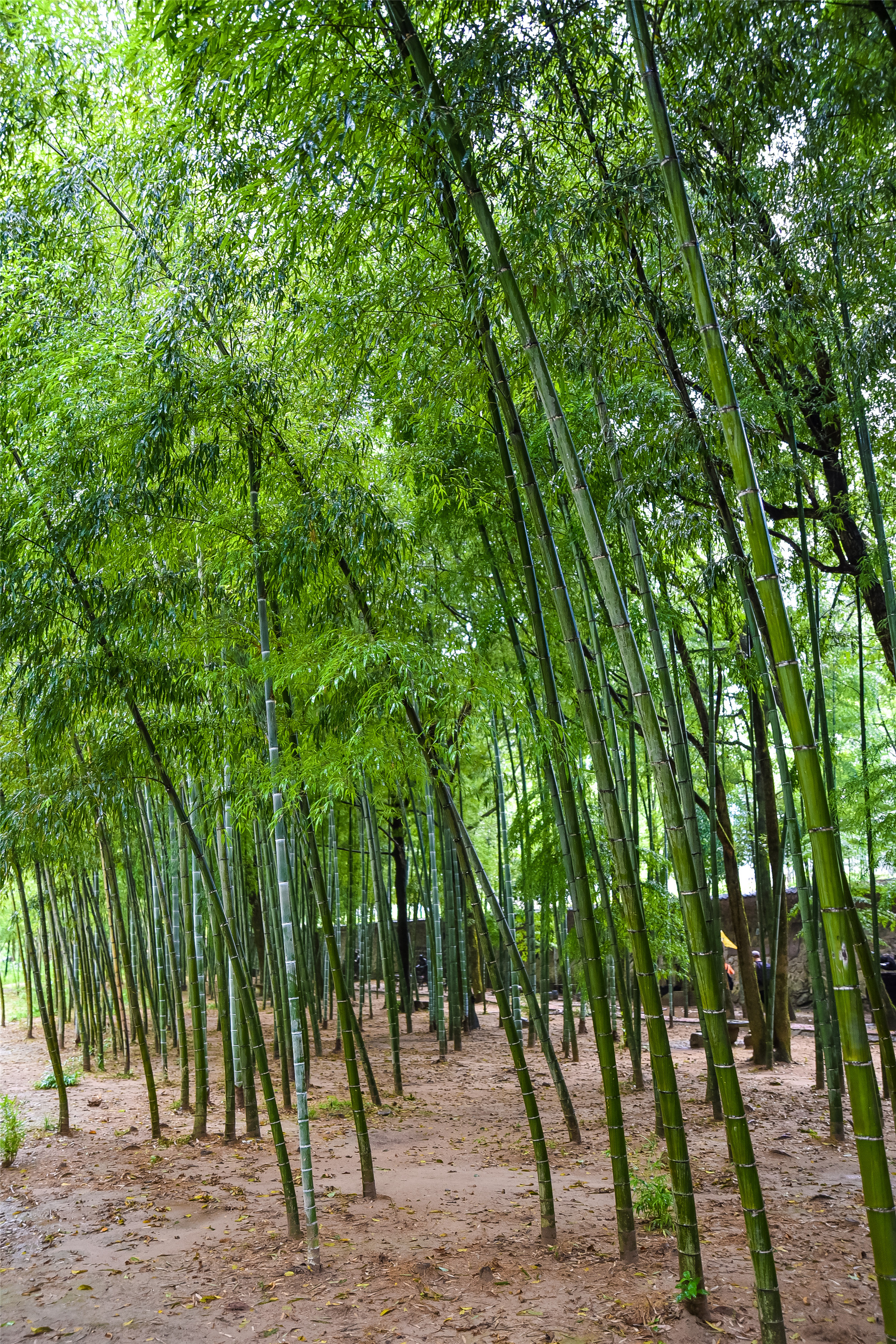 雁荡山永嘉书院,浙江永嘉书院介绍