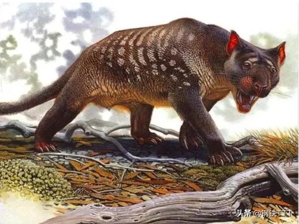 为什么哺乳动物是卵生,为什么哺乳动物都是4肢