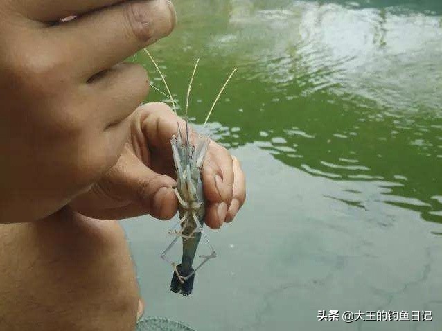夜钓如何避开虾蟹,野钓怎样避免小龙虾闹窝