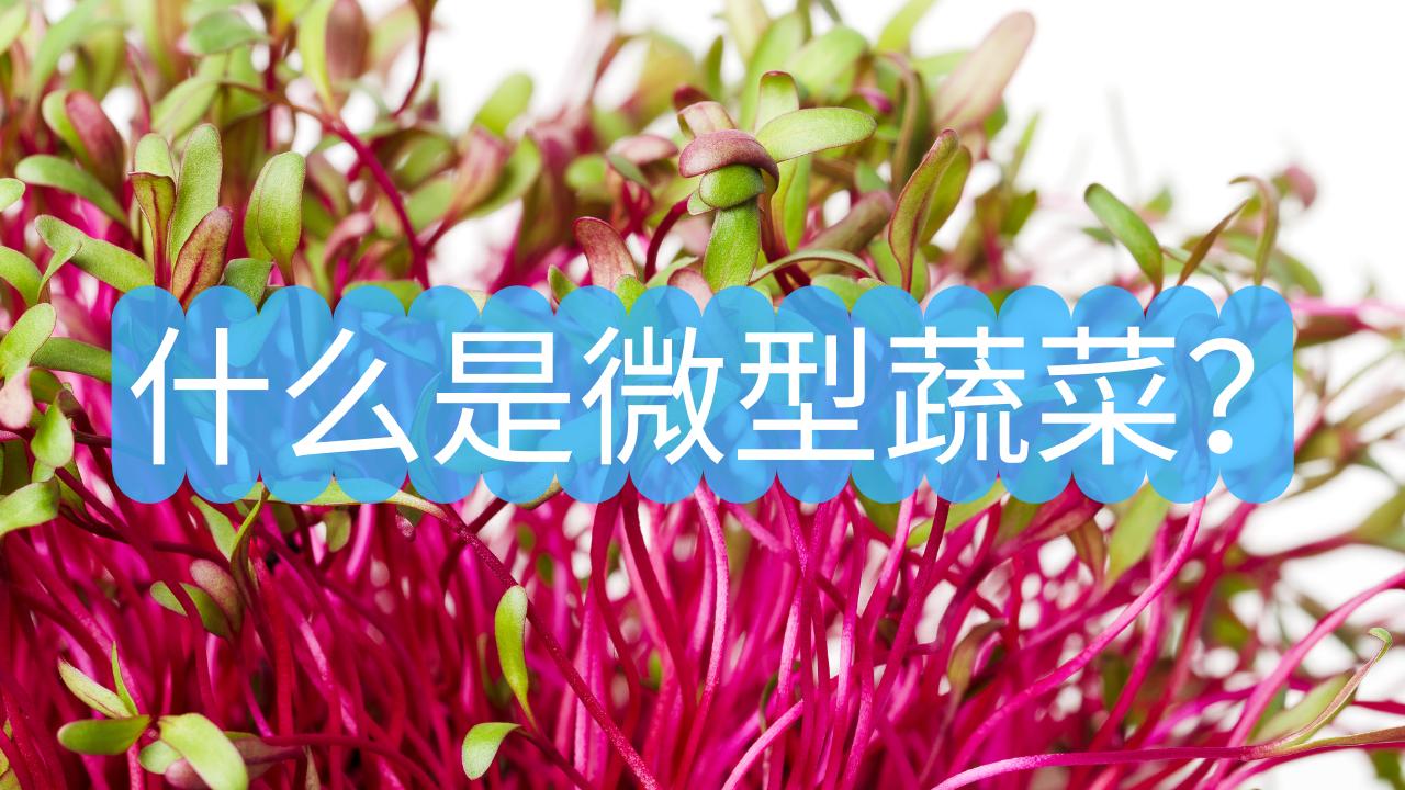 什么是蔬菜栽培,蔬菜有哪些品种有什么营养