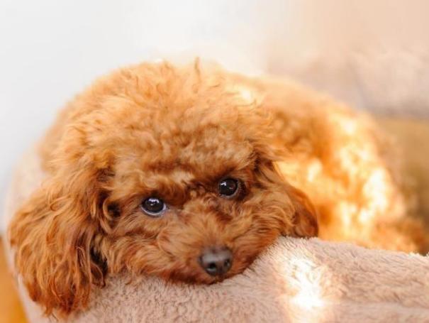 想养一只泰迪怎么办,养泰迪的正确方法和注意事项